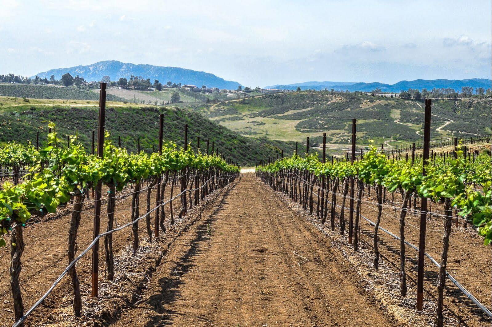 Carter Estate Winery And Resort Temecula Extérieur photo