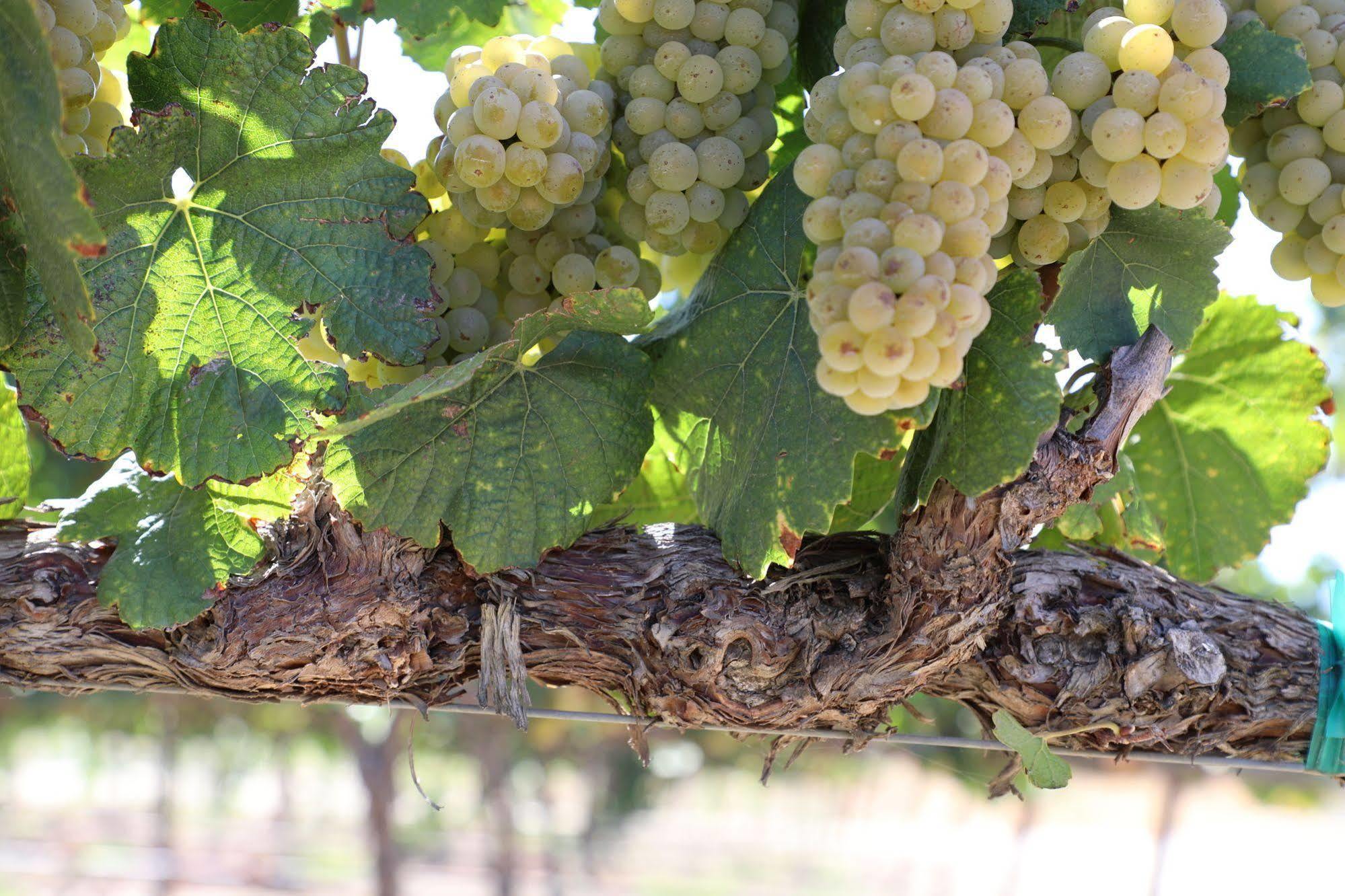Carter Estate Winery And Resort Temecula Extérieur photo